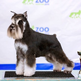 Собаки. ❤Как ухаживать? ❤Чем кормить? ❤Как воспитывать? 💥Как вырастить Чемпиона?