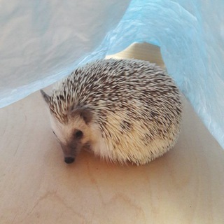 Ёжик Джон про книги