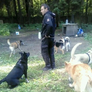Дрессировка и собаки🦮
