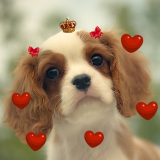 Ласковый Лай