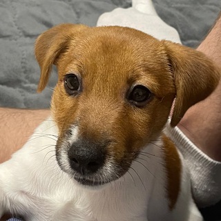 Жизнь Уинстона🦮