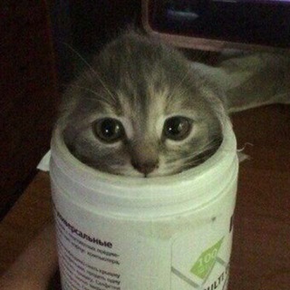 всратые мурлышки