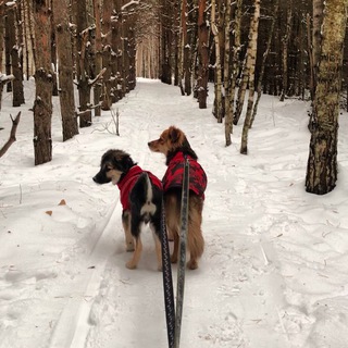 Лиса, Лютик, Сэра, Винни и Бусик