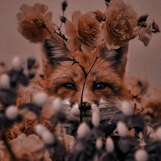 Стася из лисьего уголка 🍁🦊