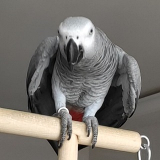 Курочка Гера