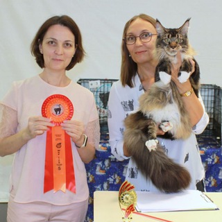 Питомник мейн кунов JenevievaLine cattery MCO