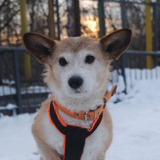 Пыжик Рыжик