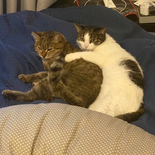 Джонни Мемоник