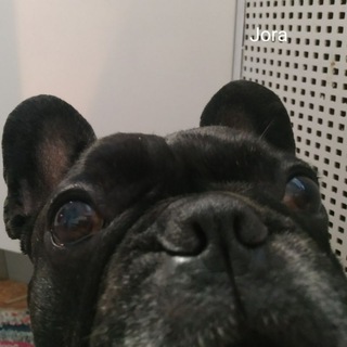 Французский бульдог Жора ( он же Жорж и т.д.)