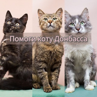 Зооволонтер Юля, мои котики. И немного личного.