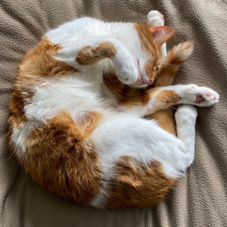 Хроники Жизни В Шире