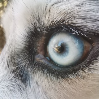 kaifulec - смешные животные