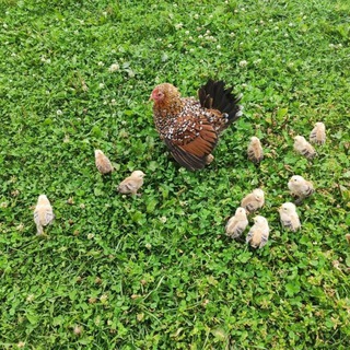 ТАУЫҚ АТЫРАУ ОБЛЫСЫ ИНДЕРБОР БАЛАПАН ГРУППАБАР САУДА