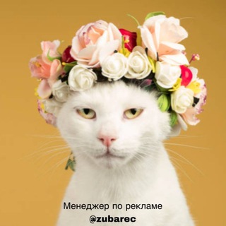 Канал с Котами, котиками, котэ