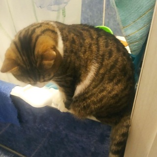 Про Кот каналы телеграмма