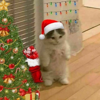 Фоточки для авы🎄🎀