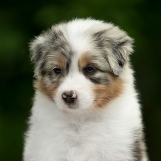 Австралийская овчарка/Аусси Кассиопея/Буба