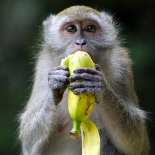 Гифки пон от кеникса