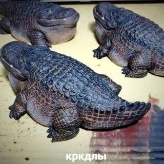 Кириллгача легенда🐦‍⬛️🐊