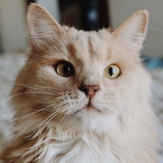 Кисулькены