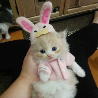 Котики, похожие на моего парня