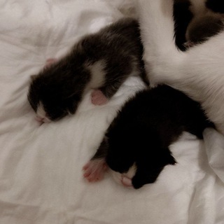 конф клендика