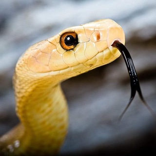 Суглумиративный кобра