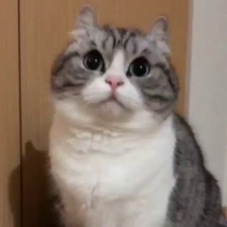 KomaruFriend (РЕЗЕРВ)