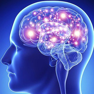 Его величество МОЗГ