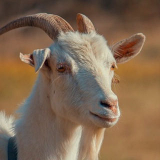 МАЛЫЙ ХАЙПБИСТ