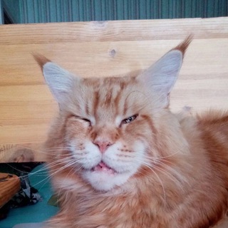 Виски с Фокси