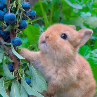 мазеллов 🐰