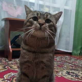 Шишка и грустный кот