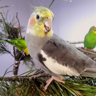 ЗАВОДЧИК ПОПУГАЕВ КОРЕЛЛА🦜🎄