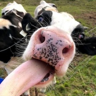 не коровы🐄🐄🚫🚫