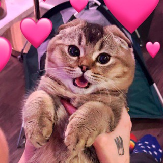 Кошачьи лапки 🐾