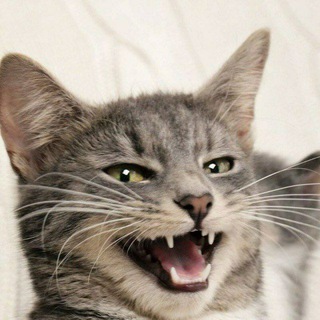 КОТ - ОБОРМОТ