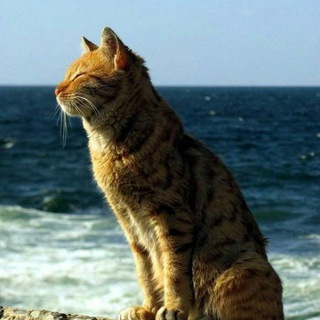 Котик в Крыму