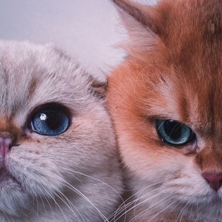 Котики кушают