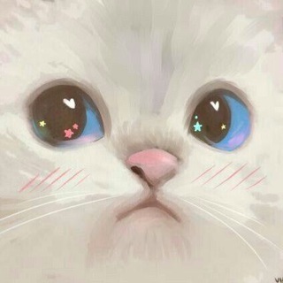 Котики как смысл жизни