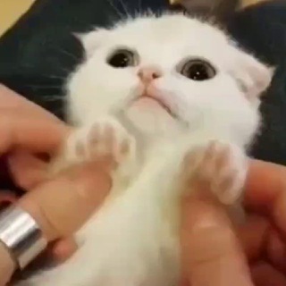 😽 Кошаки, котятки и котики