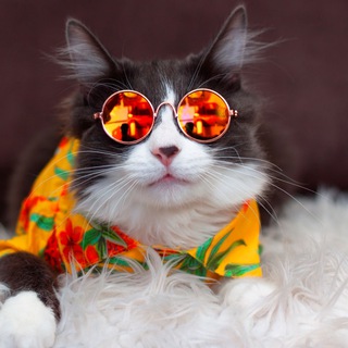 Котики собаки