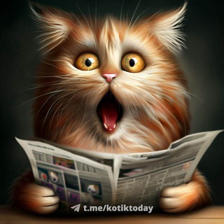 Ситуативный котик 😺