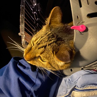 2 кота и много шерсти