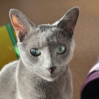 🐈‍⬛Матисья жизнь