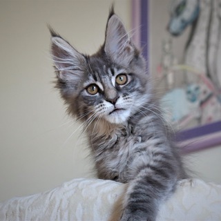 Mainecoon cattery Kotoamatsukami