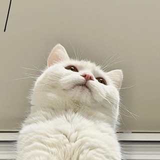 Котокомбо😸