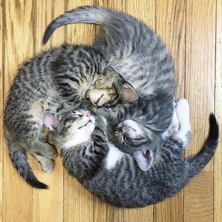 Котоворот | приколы с котиками | видео с котами | гифки с кисками | смешные коты и милые кошечки