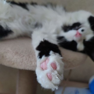 МОЙ ПАПА Мейнкун