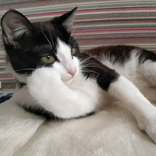 ⭐Xanax⭐ Кот Саня